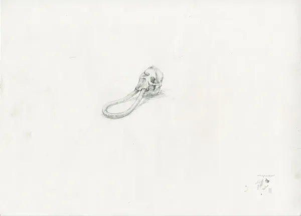 Maskull Lasserre, Skull, 2012