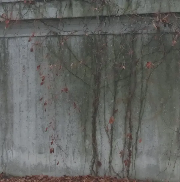 Angela Grauerholz, Climbing Plant with Brown Leaves 1/5, 2022