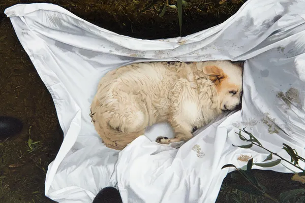 Mike Bayne, Dead Dog, 2023