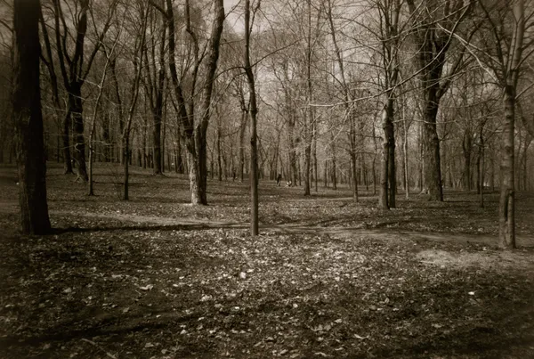 Angela Grauerholz, Landvermesser 1/3, 1992