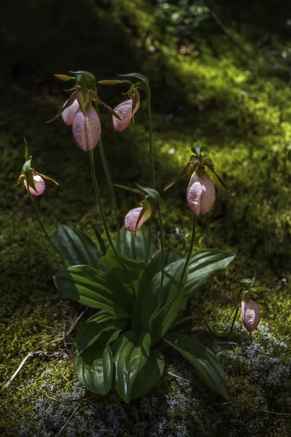 Bonnie Baxter - Sabot de la vierge (Ratkind series), 2018