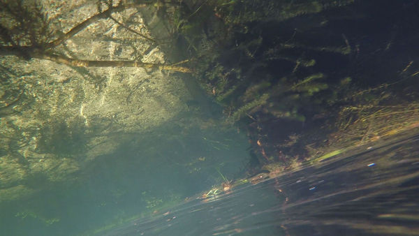 Allison Janae Hamilton, Wacissa, 2019