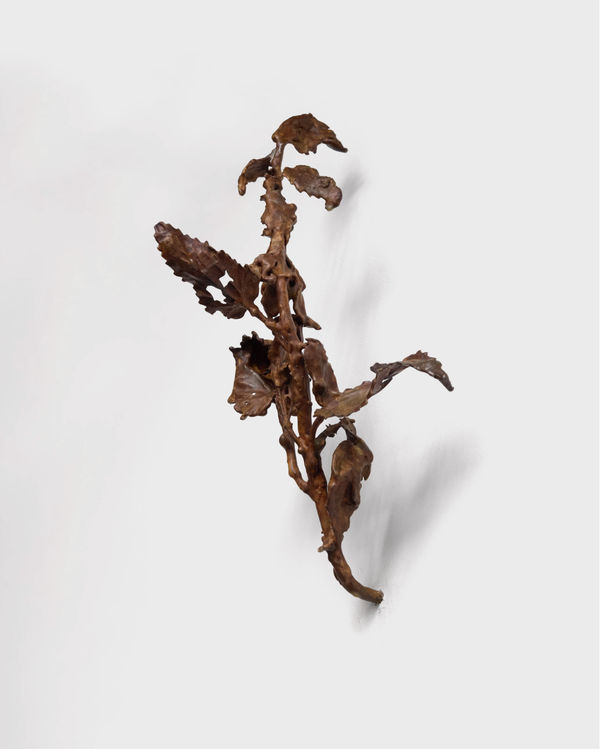 Alicja Biala, Hyperaccumulator (3), 2025