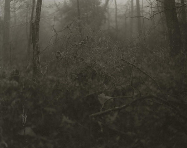 Caroline Minchew Forest II, 2019