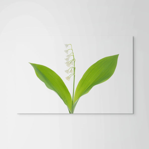 Robert Llewellyn, Lily of the Valley (Convallaria majalis), 2011