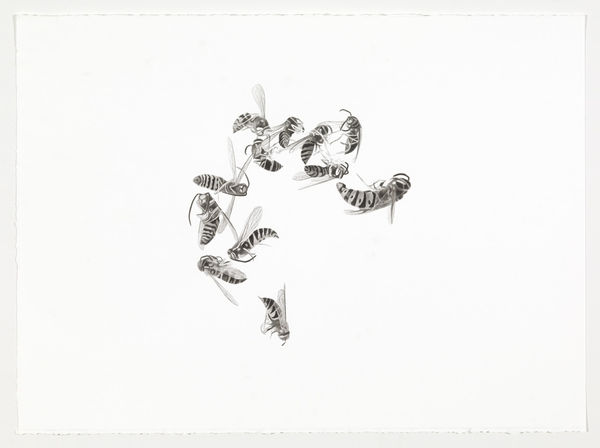 Meg Alexander 12 Bees, 2013