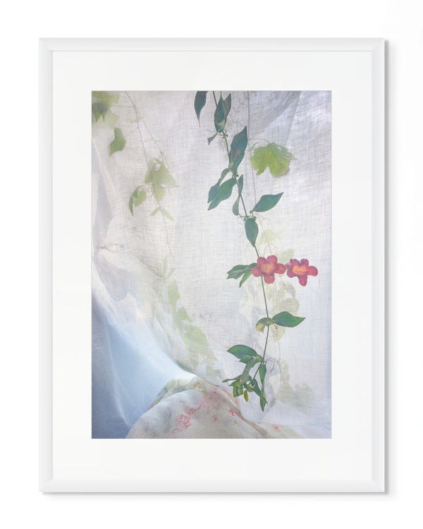 Pam Fox Trumpet Vine, 2026