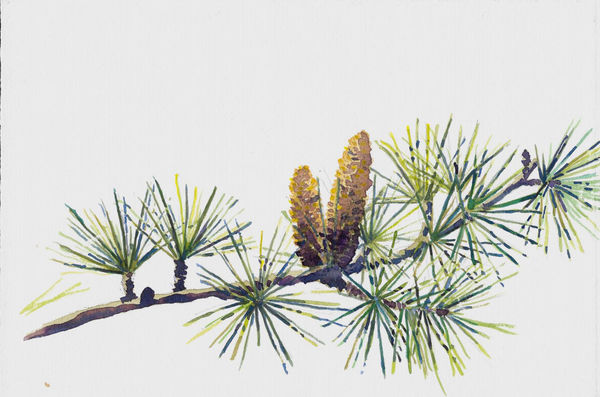 Samantha Dabney Colle Lane December Deodar Cones, 2020