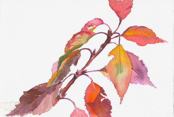 Samantha Dabney Colle Lane Cherry Leaves, 2020