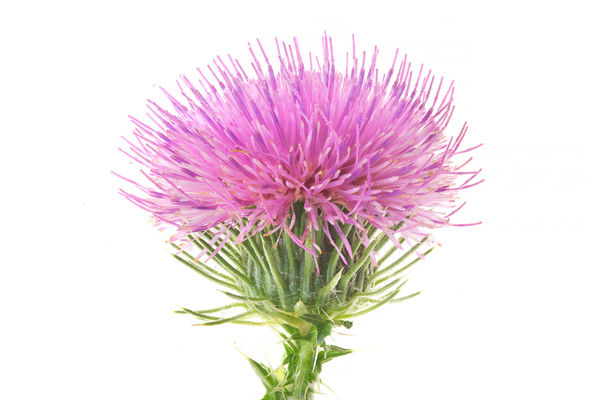Robert Llewellyn Thistle Flower (Cirsium Arizonicum), 2011