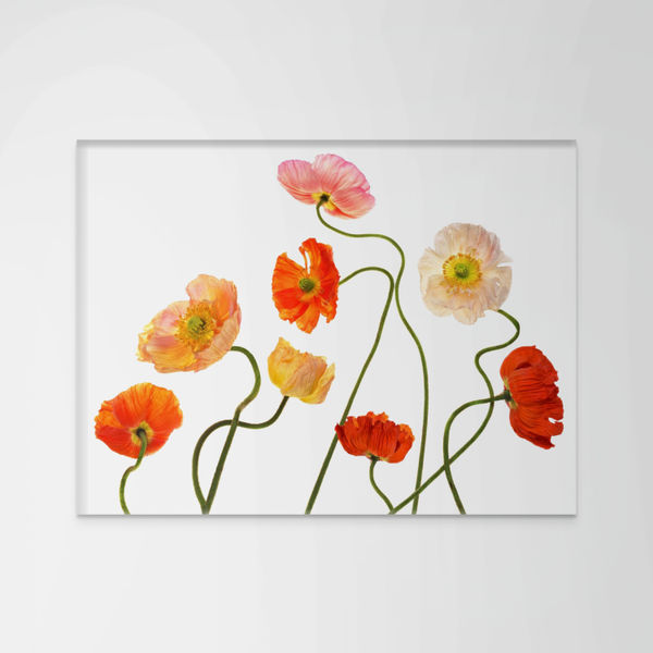 Fleming Cunningham, Poppies Family Creation, 2020