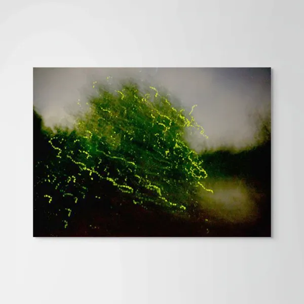 Elijah Gowin, Firefly Reflections, Selangor River, Malaysia, 2017