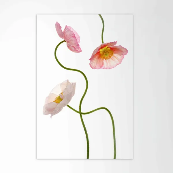 Fleming Cunningham, Pink Top Poppies, 2020