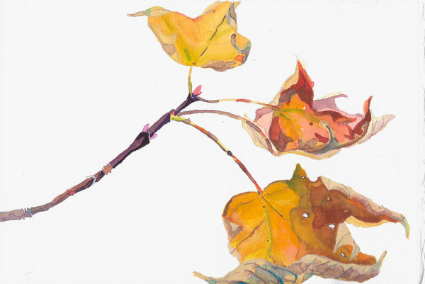 Samantha Dabney Colle Lane Maple Leaves, 2020