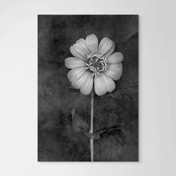 David Douglas, F-12 Ann’s Zennia, 2012