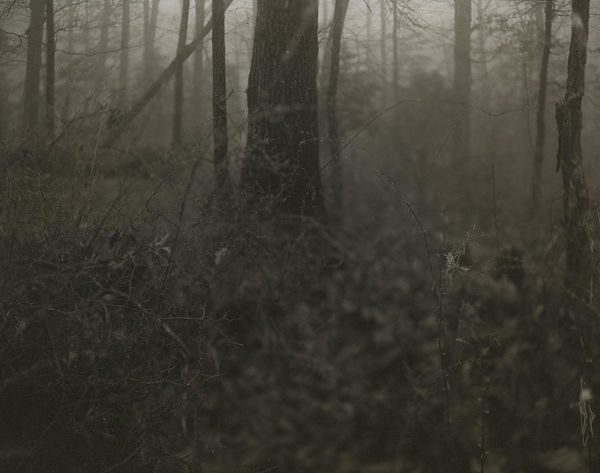 Caroline Minchew Forest I, 2019