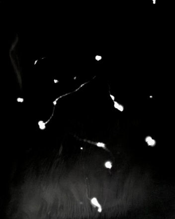 Elijah Gowin Fireflies 4, 2012