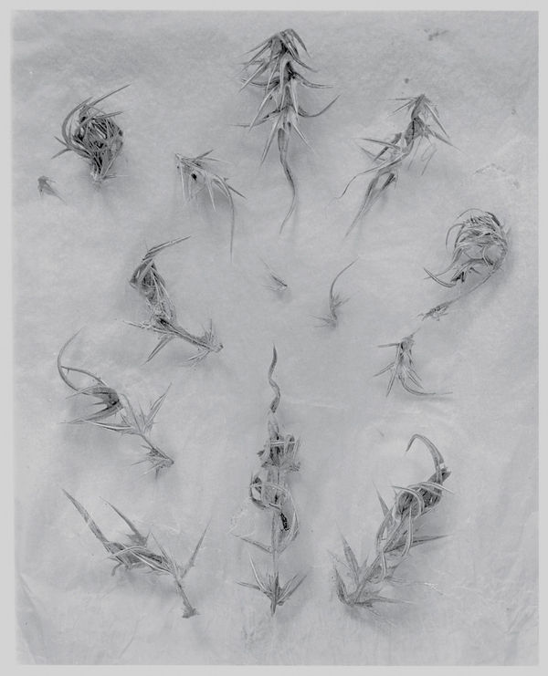 John Blakemore, Thistles Series, 1982