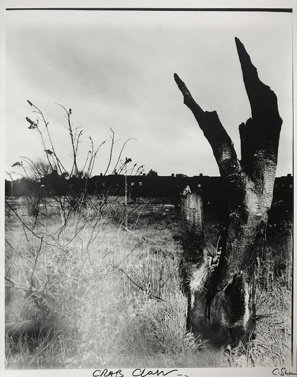 Chris Shaw, Weeds of Wallasey (Crab claw), 2007-2012