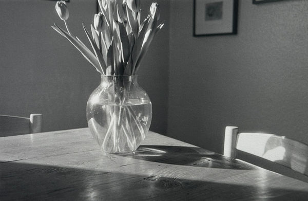 John Blakemore, Tulips from "Kitchen Series", 1988