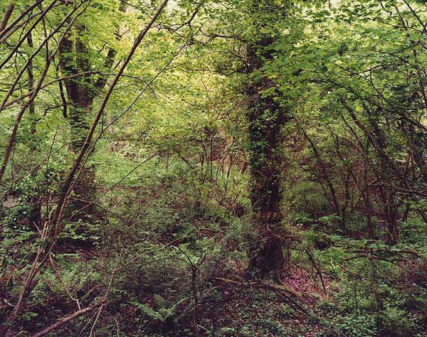 Jem Southam, The Painter's Pool, 28 May 2003 (right), 2003