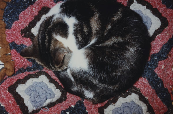 Richard Billingham, Untitled (RAL 1) from the series Rays a Laugh, 1995