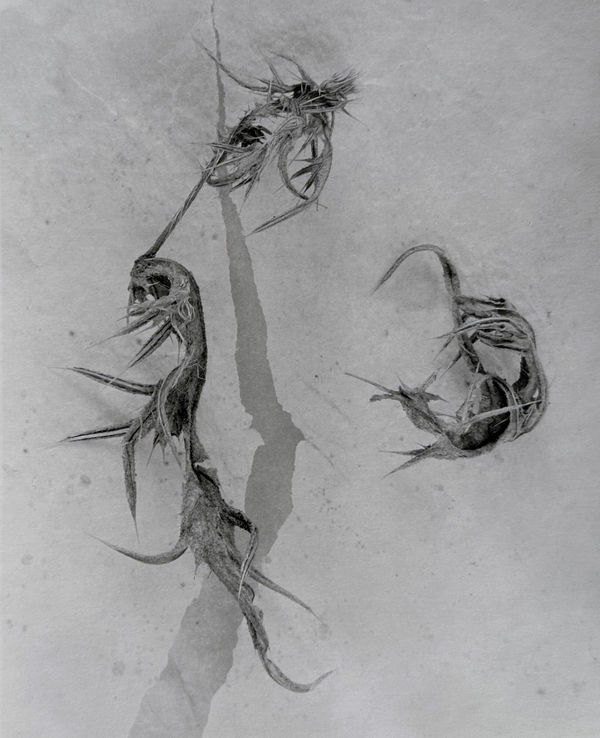 John Blakemore, from Thistle Series, 1981