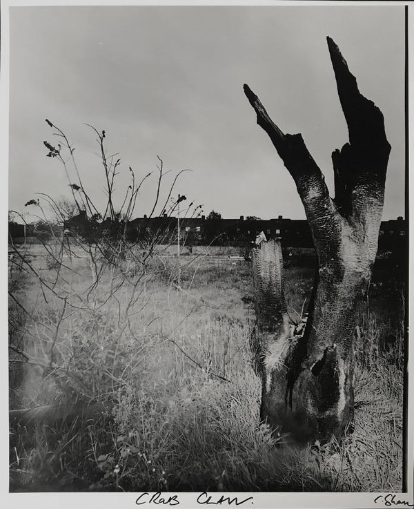 Chris Shaw, Weeds of Wallasey (Crab claw - solarised), 2007-2012
