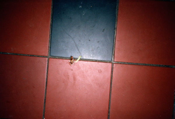 Anna Fox, Cockroach Diary, 1996