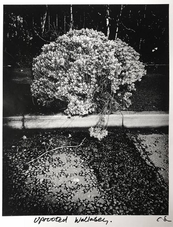 Chris Shaw, Weeds of Wallasey (Uprooted Plant), 2007-2012