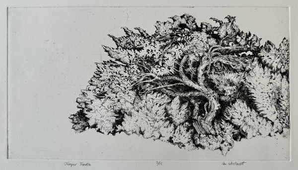 Ian Westacott, Janiper Tomatin