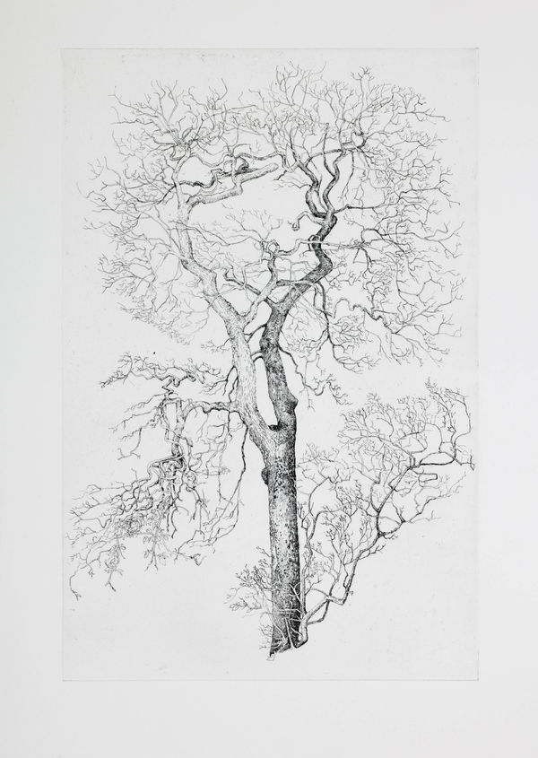 Ian Westacott World Tree, Cromarty, 2017-18 2 of 10
