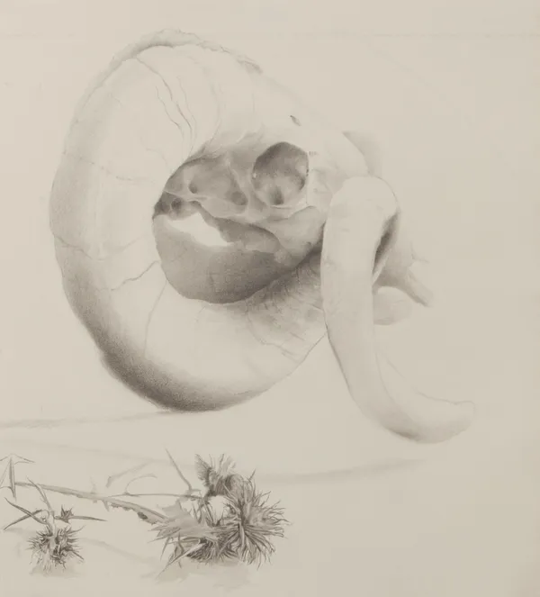 EDMUND CHAMBERLAIN, Still life with Sheep Skull