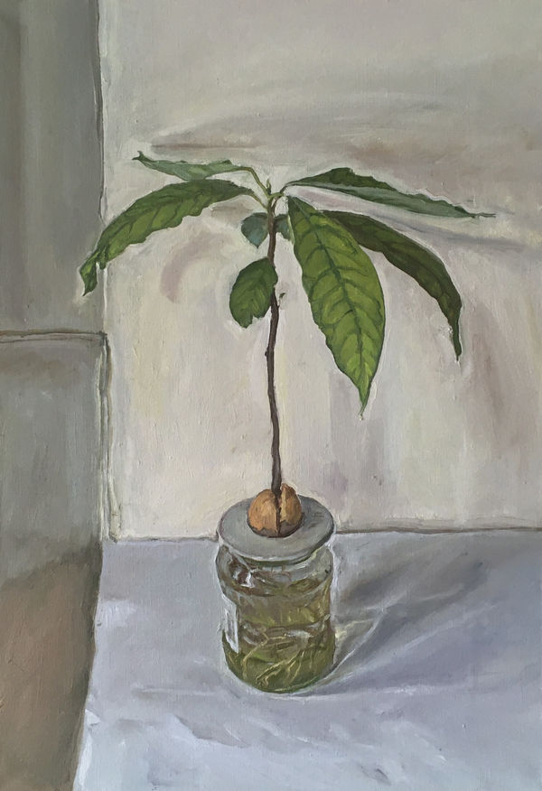 JAMES LLOYD, Avocado Plant, 2020