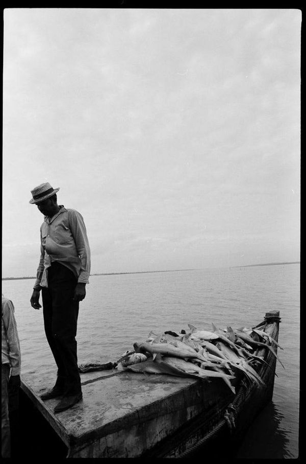 Rosignol Fisherman