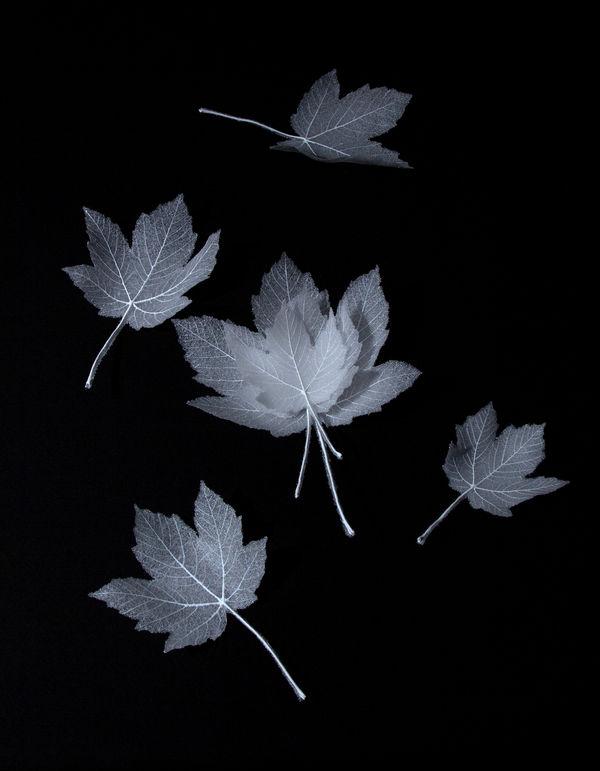 Anne Petters, Leaves, 2021/22