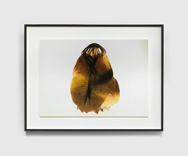 Tré Mkhabela, Animal Egg, 2021