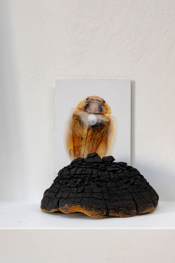 Janet Laurence, Every Garden needs a Guardian, 2024