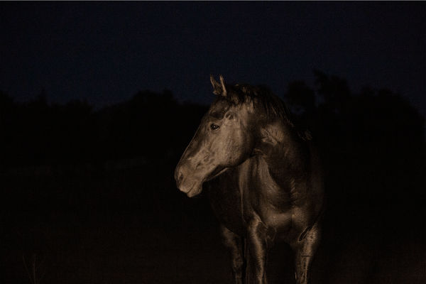 Night Horse