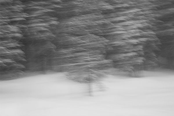 Red Fir II (dypthich)