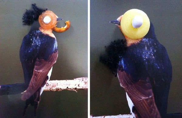 Nina Katchadourian, Fruity-eyed Swallow (Female) and Fruity-eyed (Male) from The Birds of New Zealand series, 2011