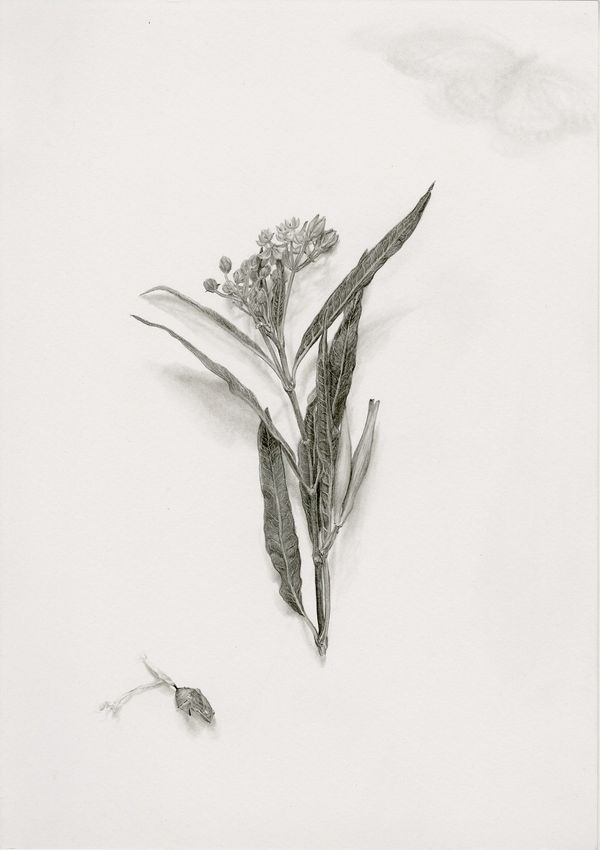 Michael Hall, Milkweed, 2022