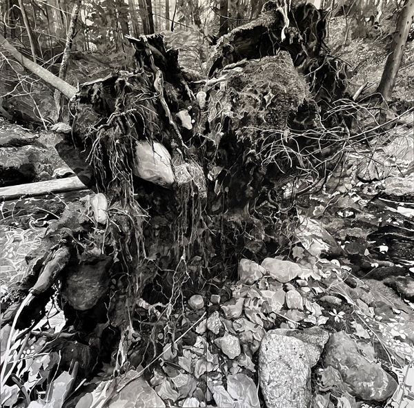 Chris Doyle, Newly Fallen #11, 2022