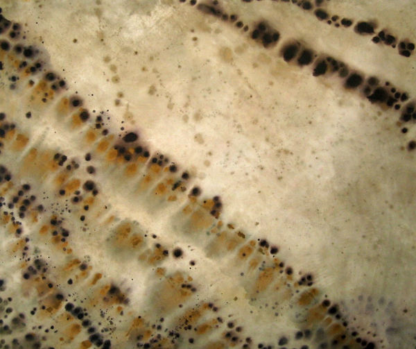 Amy Trachtenberg, History IV, 2007