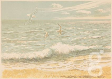 Joy Brand, High Tide