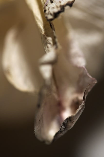 Decor 6: Fragile Power 1