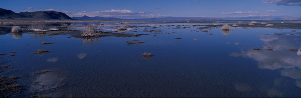 Water, Smoke Creek Desert, NV #13
