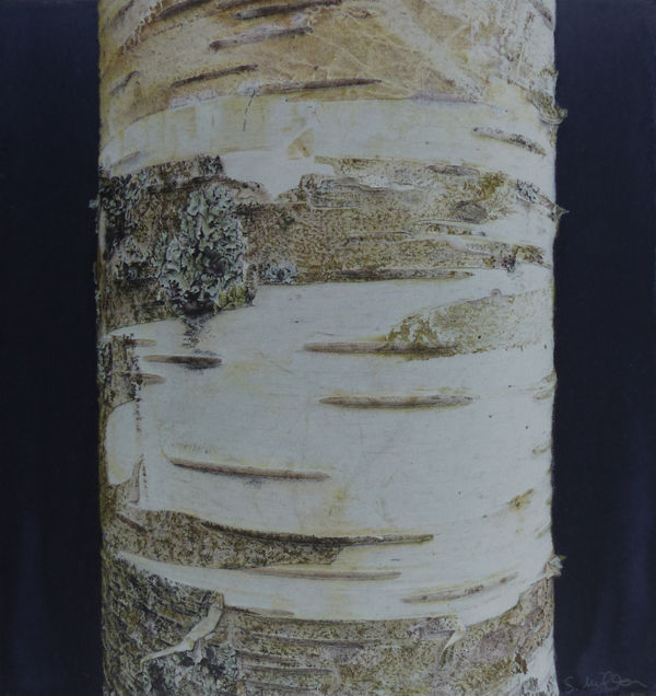 Sigrid Muller, Silver Birch,, 2026