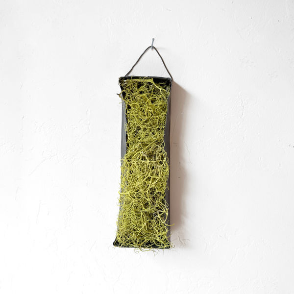 Mari Andrews, Lush Lichen, 2024