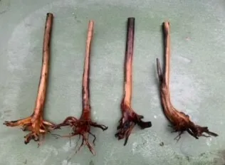 Alexei Harrop, Saplings, 2020